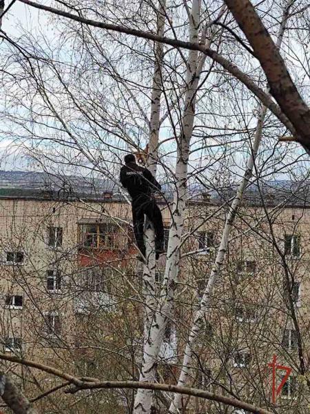 В Златоусте росгвардеец спас кота, застрявшего на дереве