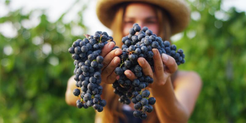 Россияне понижают градус: в 2023 году потребление отечественных вин вырастет до 90 млн дал