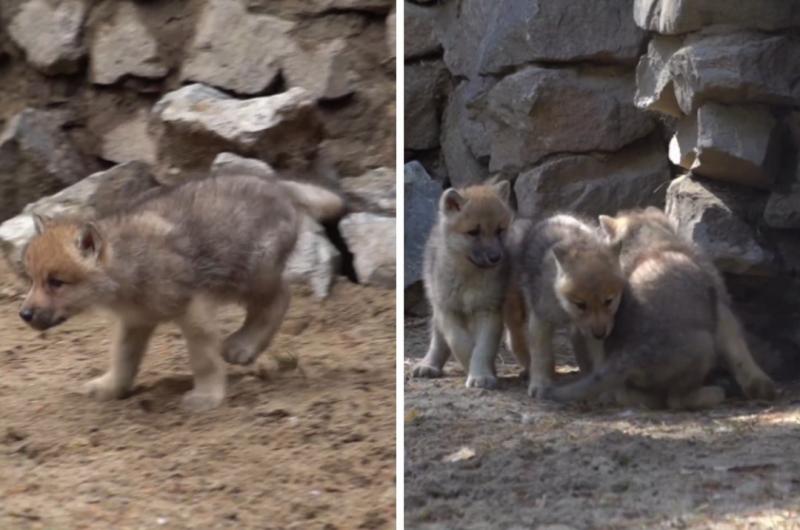 В семье полярных волков в Новосибирском зоопарке родились четыре детёныша