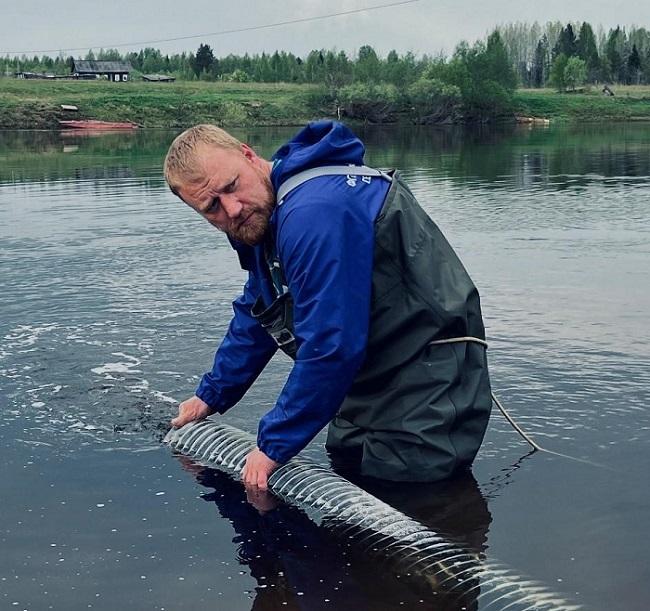 АО «Транснефть - Север» выпустило молодь атлантического лосося в реку в Архангельской области