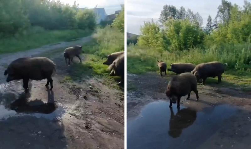 Стадо кабанов на прогулке заметили жители Новосибирска