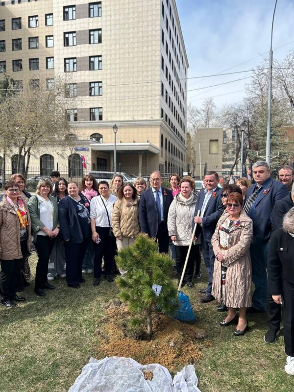 Отделение СФР по Москве и Московской области приняло участие в акции «Кедры Великой Победы»