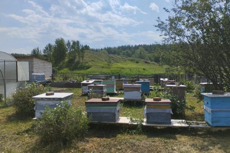 Новосибирские пчеловоды заявили о серьезном сокращении объемов производства