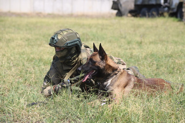 Кинологи спецназа «Ирбис» провели тренировку со служебной собакой Громом ко Дню фронтовой собаки