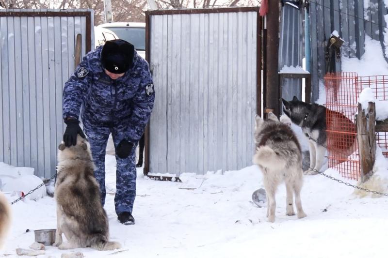 Росгвардейцы провели благотворительный рейд в приют для собак, где живут хаски